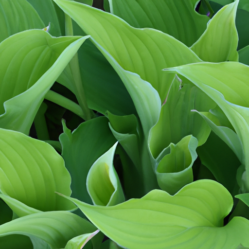 heets green