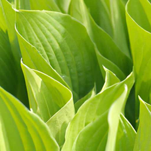 heets green