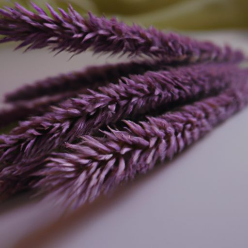 heets purple usa