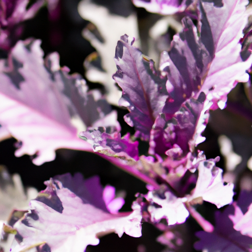 heets purple usa